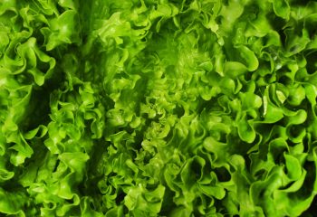 fondo-textura-primer-plano-lechuga-min